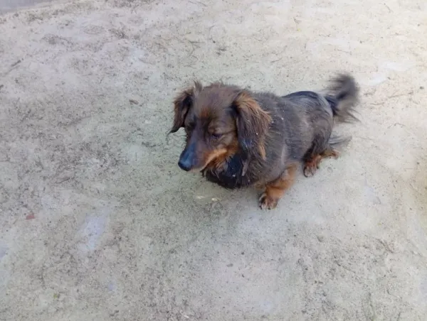 Pies do adopcji, Milanówek, 17 kwietnia 2026 (5/5)