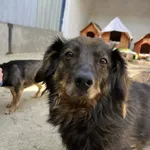 Pies do adopcji