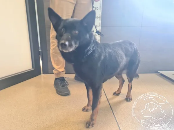 Znaleziono psa, Chełmek, 17 kwietnia 2026