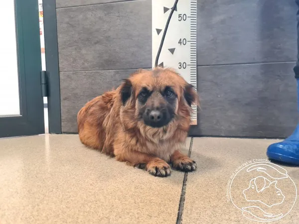 Znaleziono psa, Chełmek, 16 kwietnia 2026