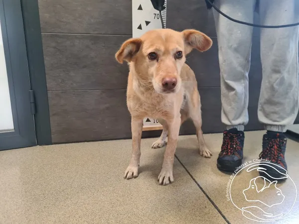 Znaleziono psa, Chełmek, 16 kwietnia 2026