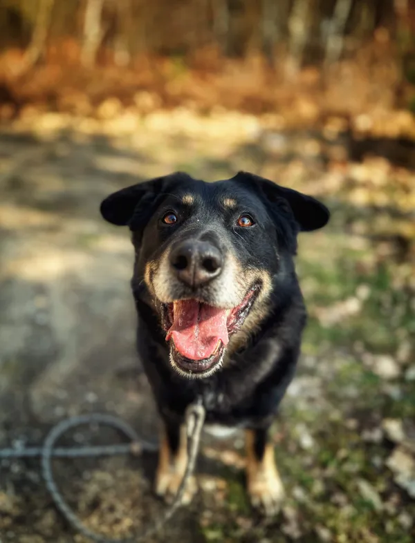 Pies do adopcji, Dłużyna Górna, 17 kwietnia 2026 (2/5)