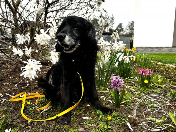 Pies do adopcji, Chełmek, 23 marca 2026