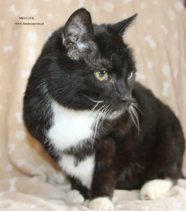 Kot do adopcji, Nowy Dwór Mazowiecki, 17 kwietnia 2026 (1/5)