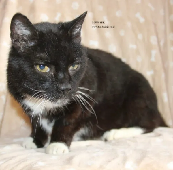 Kot do adopcji, Nowy Dwór Mazowiecki, 17 kwietnia 2026 (2/5)