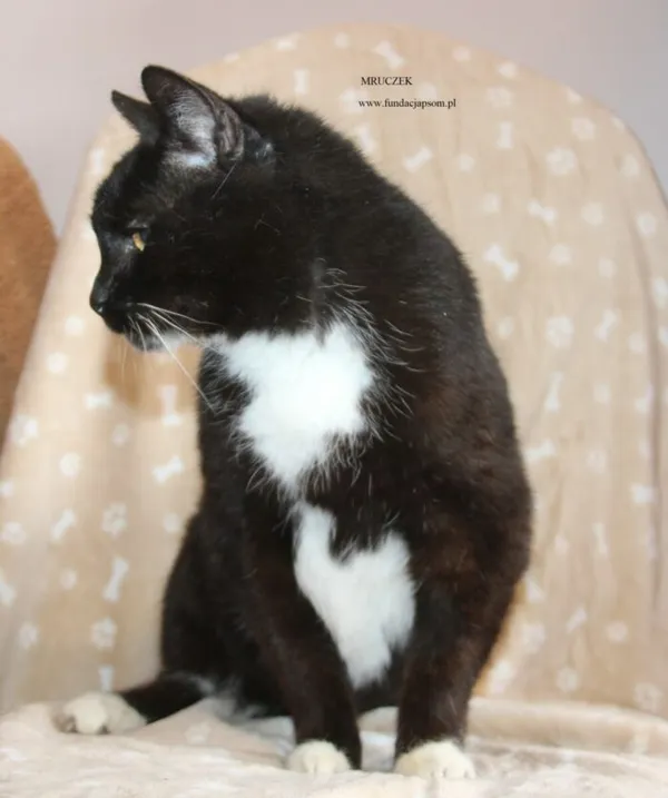 Kot do adopcji, Nowy Dwór Mazowiecki, 17 kwietnia 2026 (3/5)
