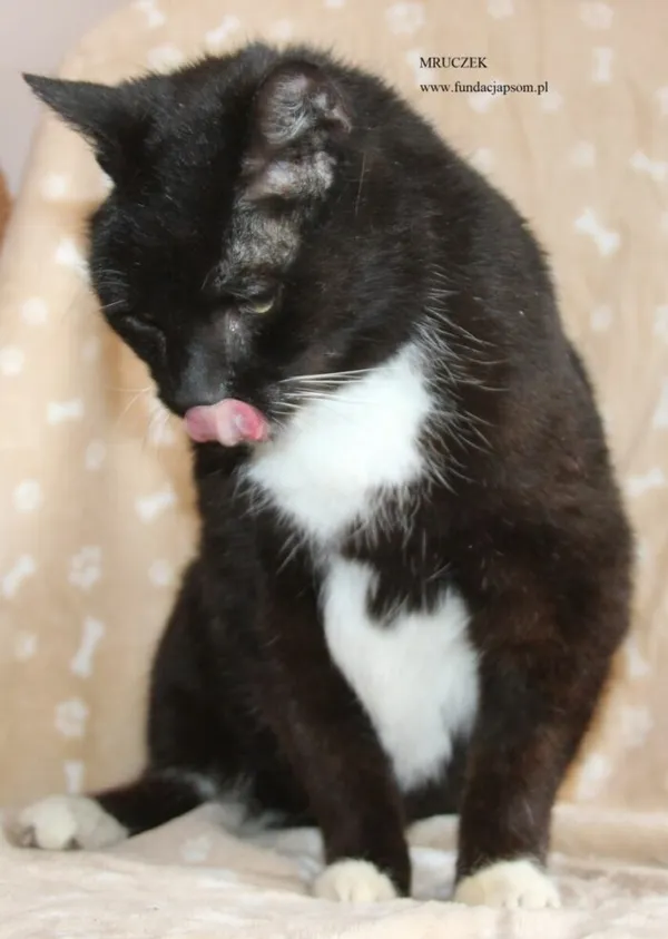 Kot do adopcji, Nowy Dwór Mazowiecki, 17 kwietnia 2026 (4/5)