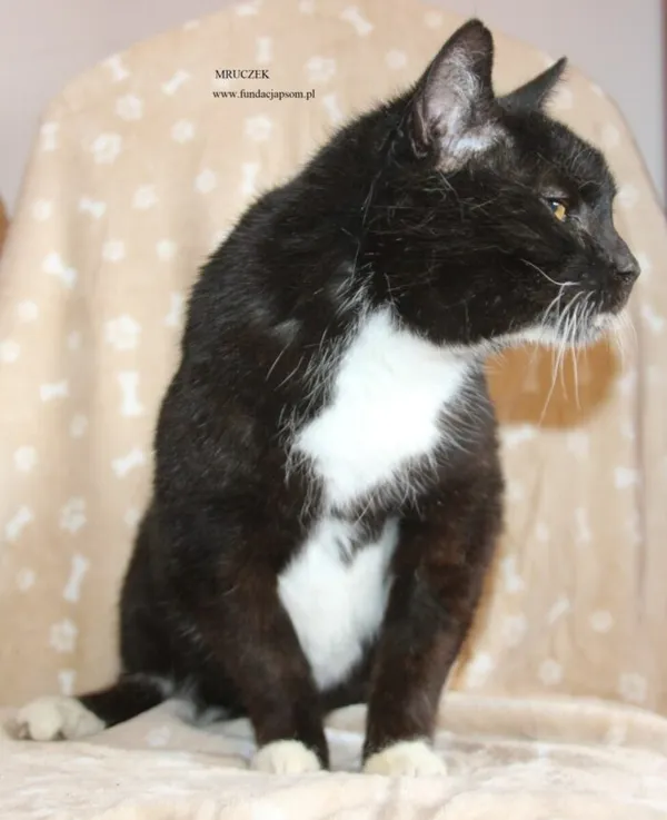 Kot do adopcji, Nowy Dwór Mazowiecki, 17 kwietnia 2026 (5/5)