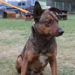 Pies do adopcji