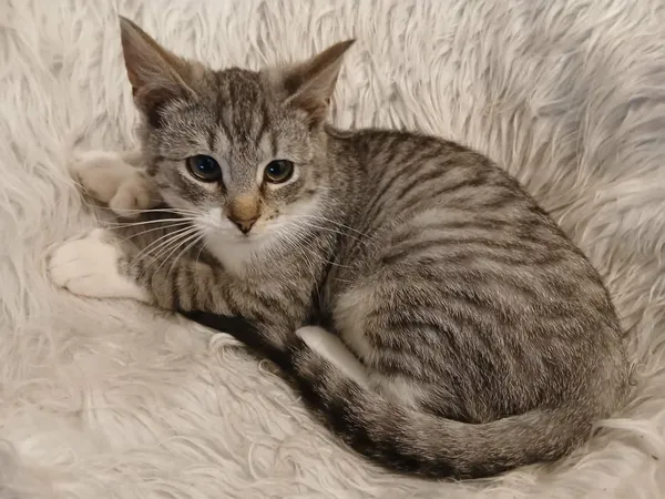 Znaleziono kota, Toruń, 24 lutego 2026