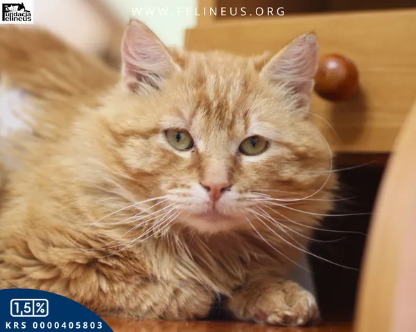 Kot do adopcji, Malawa, 18 kwietnia 2026 (1/6)