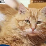 Kot do adopcji