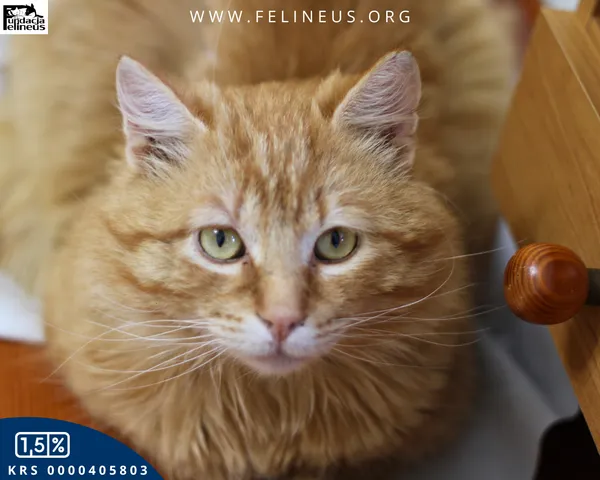 Kot do adopcji, Malawa, 18 kwietnia 2026 (2/6)