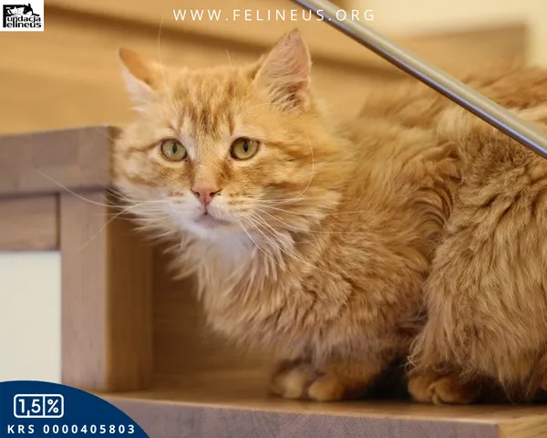 Kot do adopcji, Malawa, 18 kwietnia 2026 (3/6)