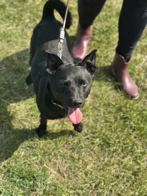 Pies do adopcji, Żywiec, 17 kwietnia 2026 (3/5)