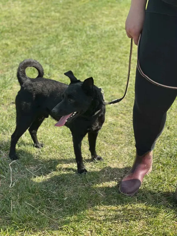 Pies do adopcji, Żywiec, 17 kwietnia 2026 (5/5)