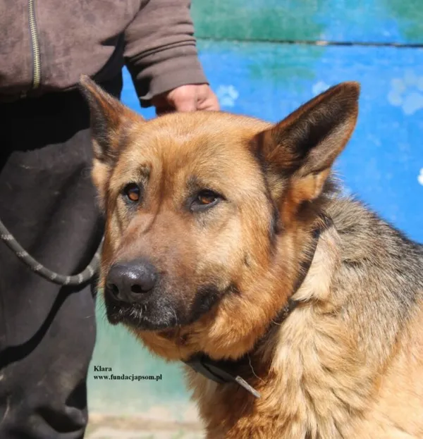 Pies do adopcji, Nowy Dwór Mazowiecki, 18 kwietnia 2026 (1/5)