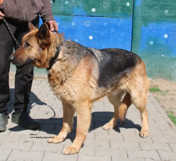 Pies do adopcji, Nowy Dwór Mazowiecki, 18 kwietnia 2026 (4/5)