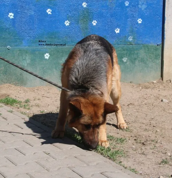 Pies do adopcji, Nowy Dwór Mazowiecki, 18 kwietnia 2026 (5/5)