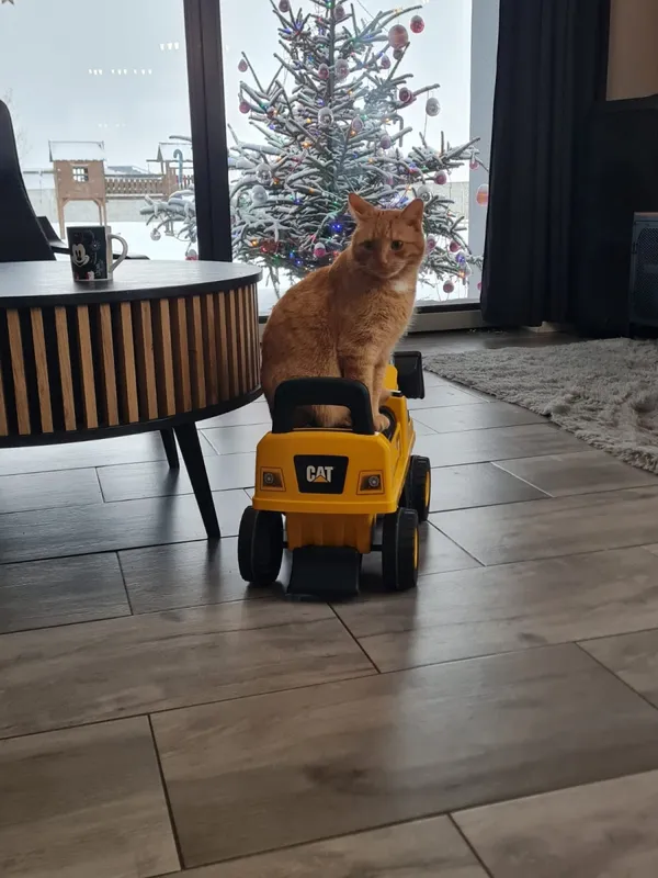 Zaginął kot, Łódź, 18 kwietnia 2026