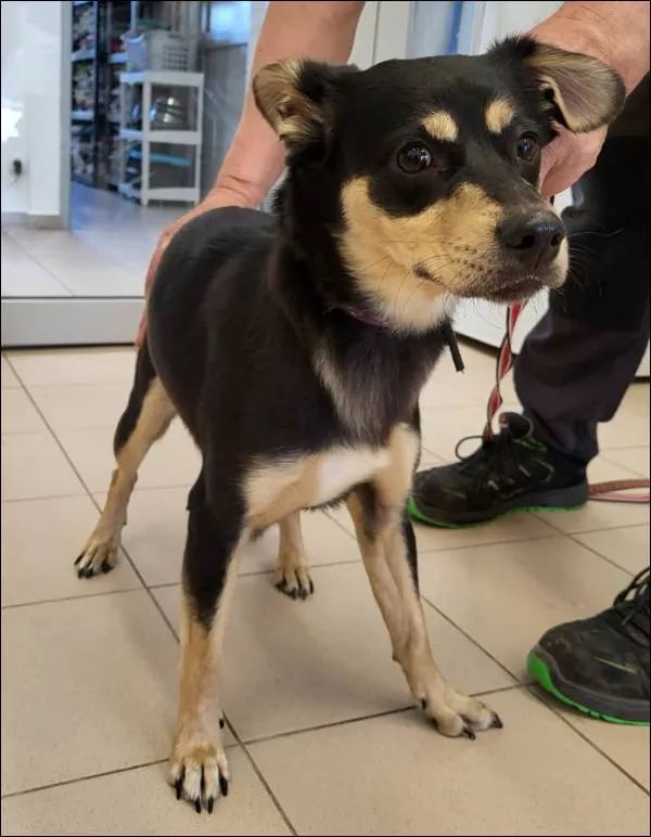 Znaleziono psa, Grudziądz, 18 kwietnia 2026