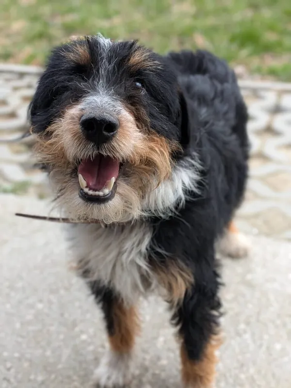 Pies do adopcji, Korabiewice, 19 kwietnia 2026 (3/3)