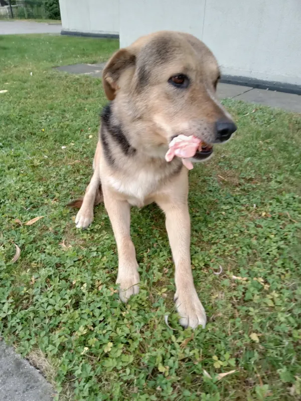 Zaginął pies, Łódź, 19 kwietnia 2026