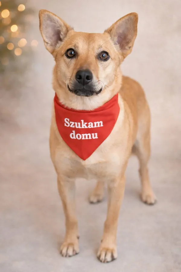 Pies do adopcji, Pionki, 17 kwietnia 2026 (1/2)