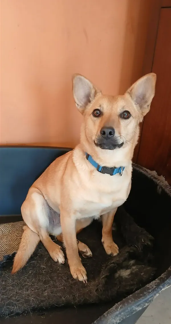 Pies do adopcji, Pionki, 17 kwietnia 2026 (2/2)