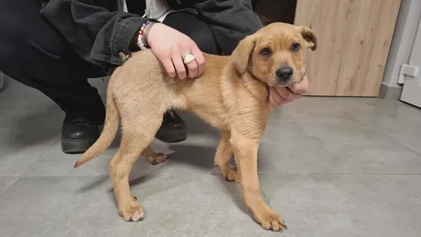 Znaleziono psa, Toruń, 17 kwietnia 2026