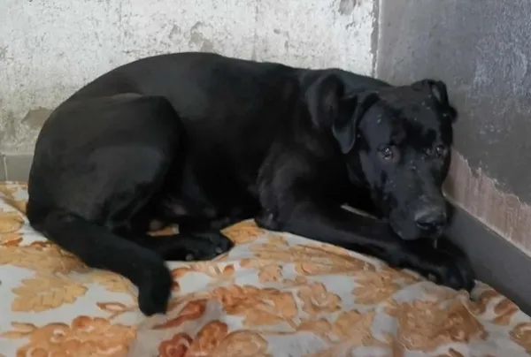 Znaleziono psa, Toruń, 16 kwietnia 2026