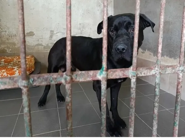 Znaleziono psa, Toruń, 16 kwietnia 2026