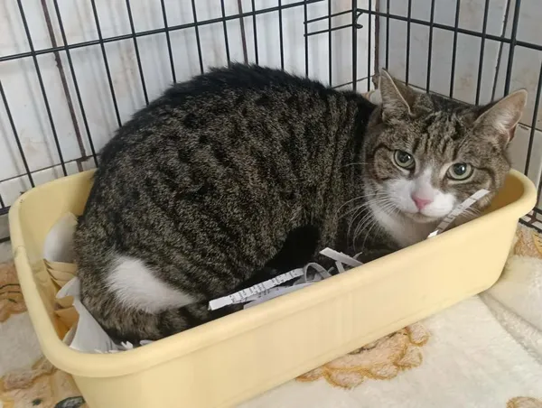 Znaleziono kota, Toruń, 15 kwietnia 2026