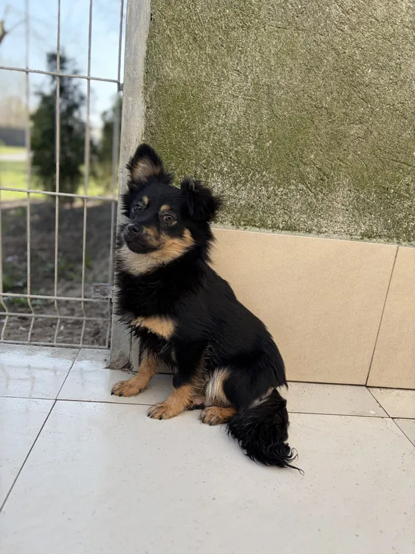 Pies do adopcji, Bełchatów, 25 marca 2026 (1/5)