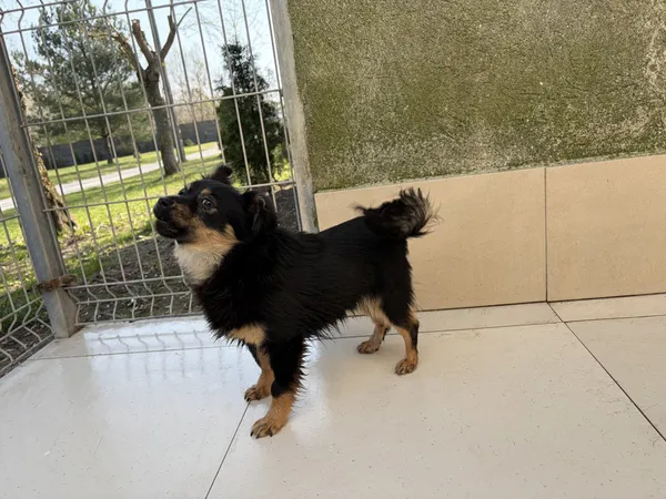 Pies do adopcji, Bełchatów, 25 marca 2026 (2/5)