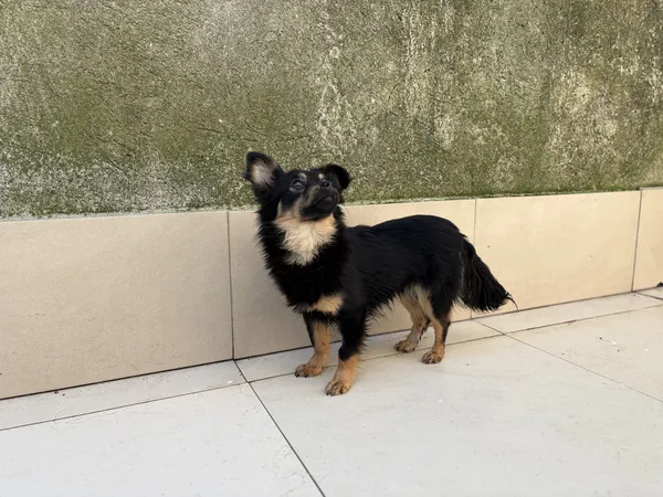 Pies do adopcji, Bełchatów, 25 marca 2026 (3/5)