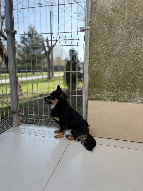 Pies do adopcji, Bełchatów, 25 marca 2026 (4/5)