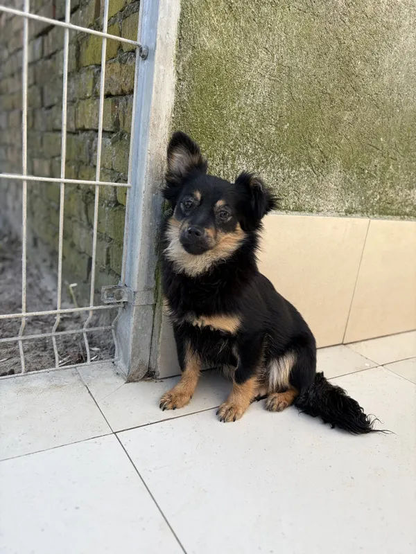 Pies do adopcji, Bełchatów, 25 marca 2026 (5/5)