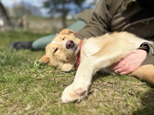 Pies do adopcji, Bełchatów, 30 marca 2026 (1/5)
