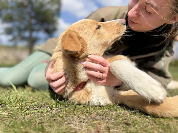 Pies do adopcji, Bełchatów, 30 marca 2026 (2/5)