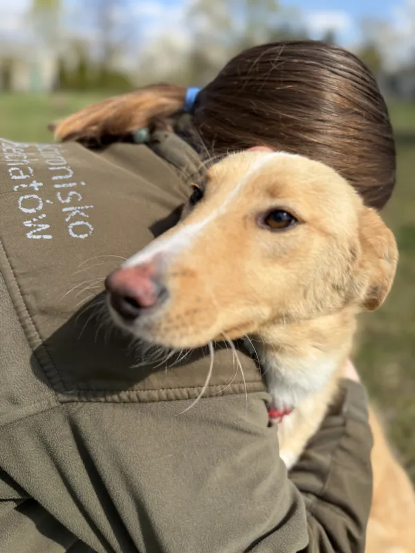 Pies do adopcji, Bełchatów, 30 marca 2026 (3/5)