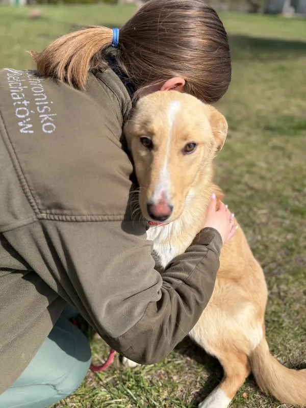 Pies do adopcji, Bełchatów, 30 marca 2026 (4/5)