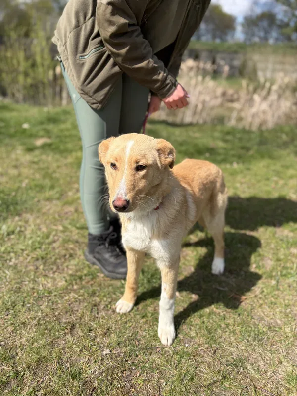 Pies do adopcji, Bełchatów, 30 marca 2026 (5/5)