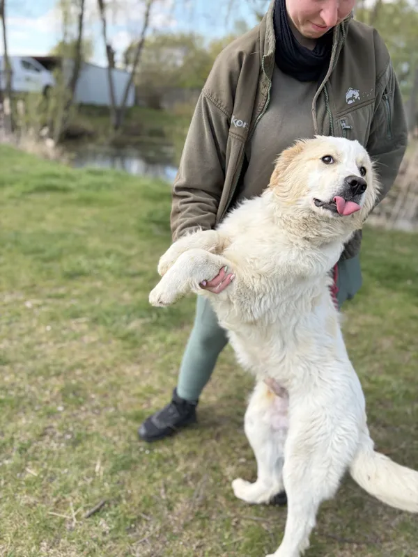 Pies do adopcji, Bełchatów, 31 marca 2026 (1/5)