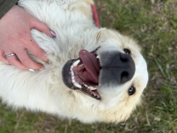 Pies do adopcji, Bełchatów, 31 marca 2026 (2/5)