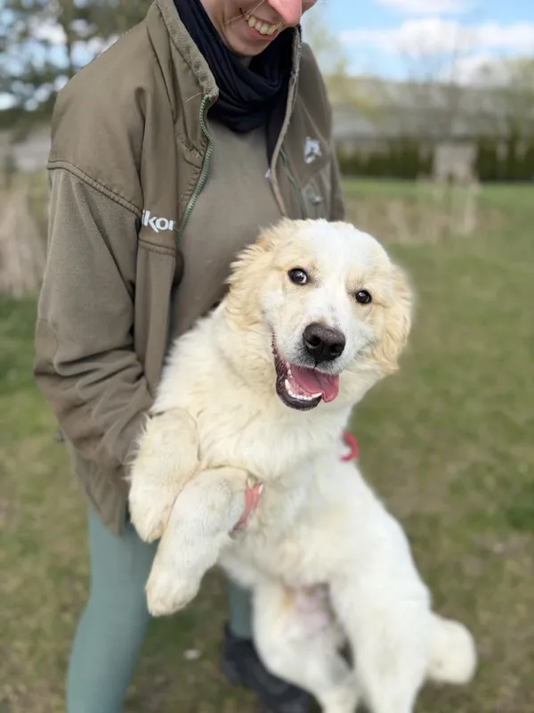 Pies do adopcji, Bełchatów, 31 marca 2026 (3/5)