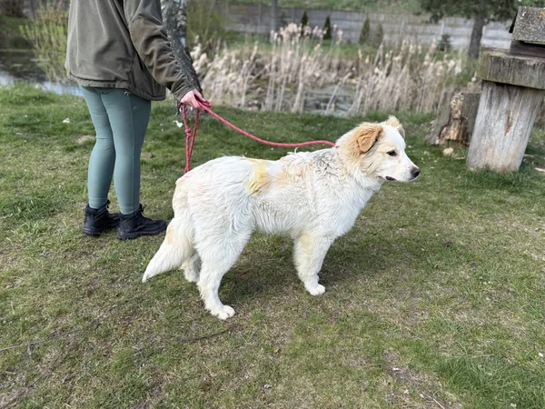 Pies do adopcji, Bełchatów, 31 marca 2026 (4/5)