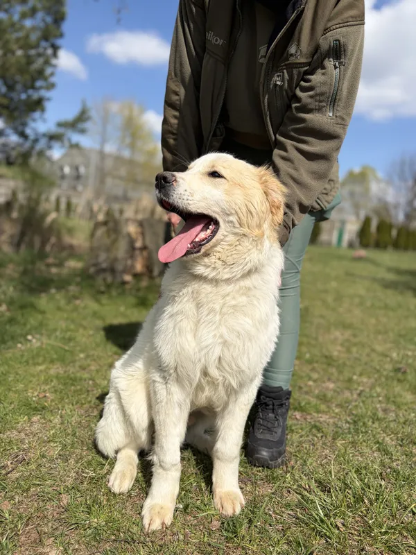 Pies do adopcji, Bełchatów, 31 marca 2026 (5/5)