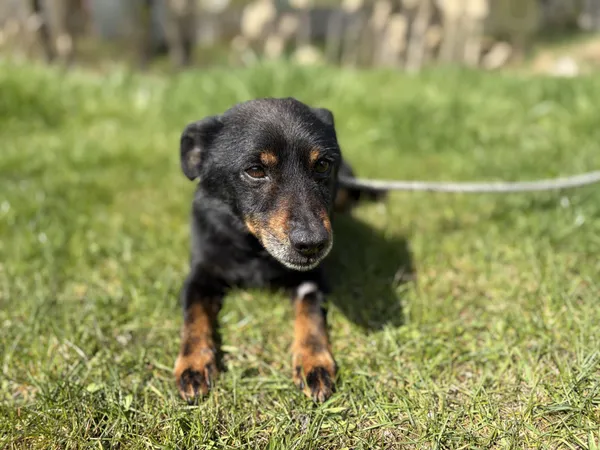 Pies do adopcji, Bełchatów, 31 marca 2026 (1/5)