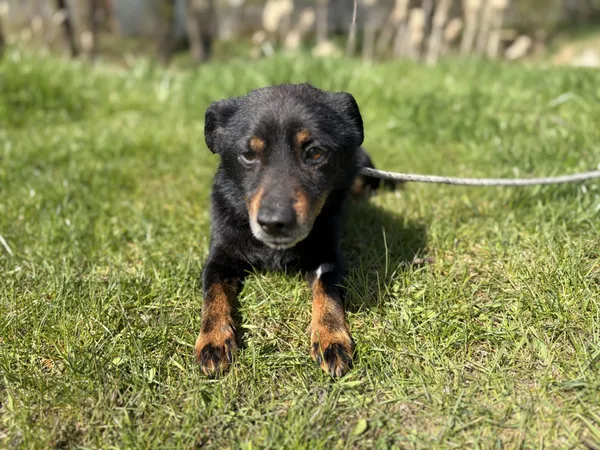 Pies do adopcji, Bełchatów, 31 marca 2026 (2/5)